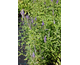 Veronica longifolia 
