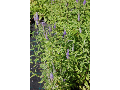 Veronica longifolia
