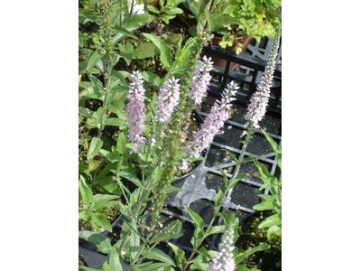 Veronica longifolia