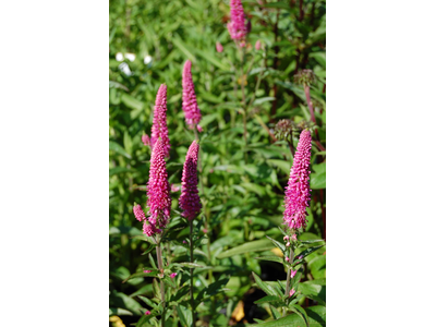 Veronica spicata