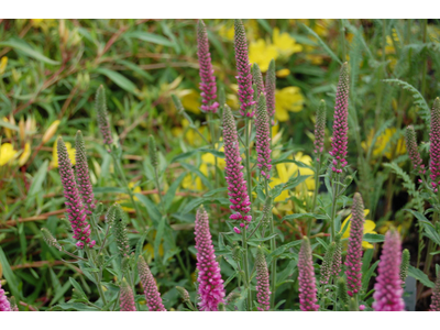 Veronica spicata