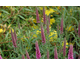 Veronica spicata Heidekind