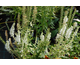 Veronica spicata Icicle