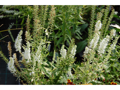Veronica spicata