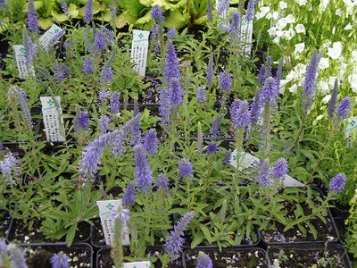 Veronica spicata var. nana