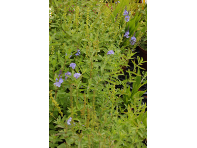 Veronica teucrium