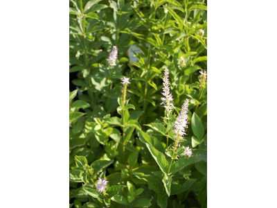 Veronicastrum sibiricum