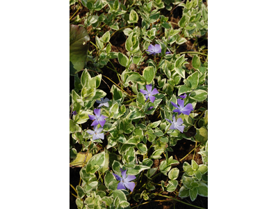 Vinca major