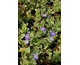 Vinca major