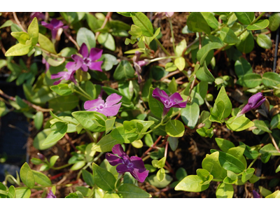 Vinca minor