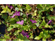 Vinca minor Atropurpurea