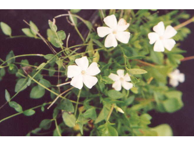 Vinca minor