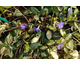 Vinca minor