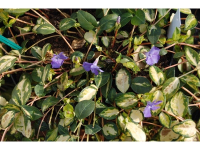 Vinca minor