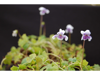 Viola hederacea