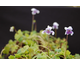 Viola hederacea