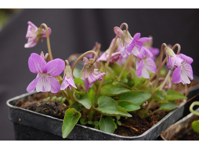 Viola jooi