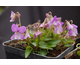 Viola jooi  (Soft Lilac)