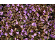 Viola labradorica Purpurea