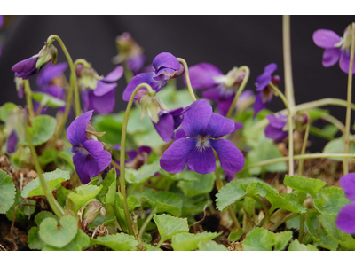 Viola odorata