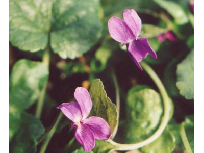 Viola odorata
