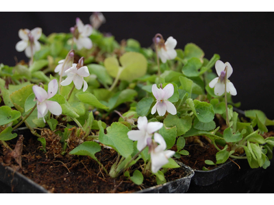 Viola odorata