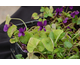 Viola odorata Baronne Alice de Rothschild