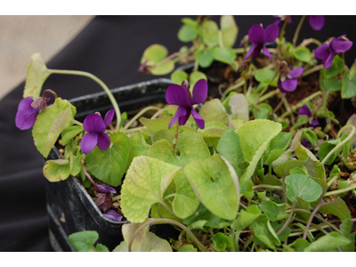 Viola odorata