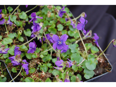 Viola odorata