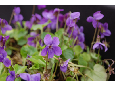 Viola odorata
