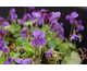 Viola odorata Cendrillon