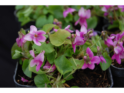 Viola odorata