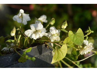 Viola odorata