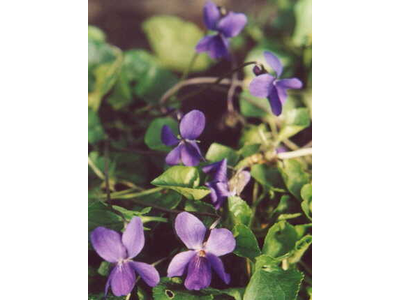 Viola odorata