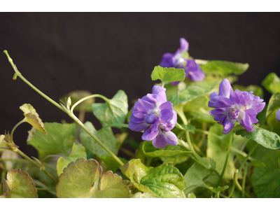 Viola odorata