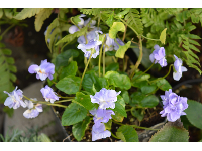 Viola odorata