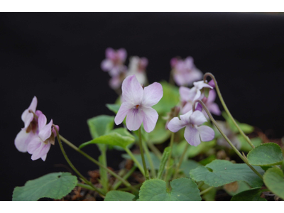 Viola odorata