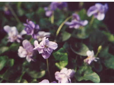 Viola odorata