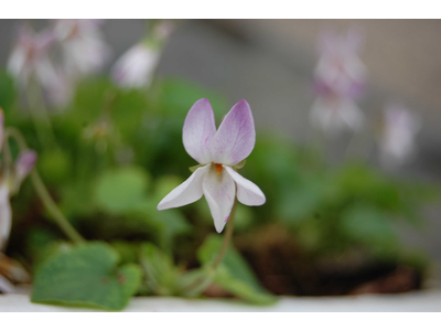 Viola odorata