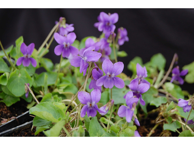 Viola odorata