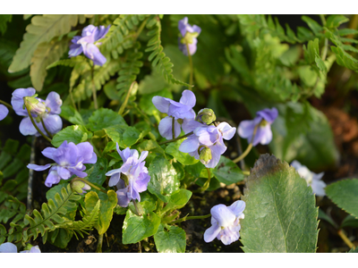 Viola odorata