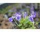 Viola odorata La France