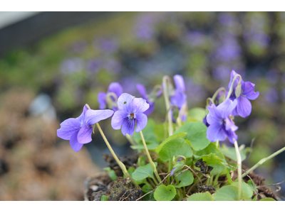Viola odorata