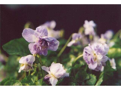 Viola odorata