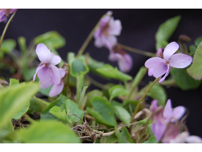 Viola odorata