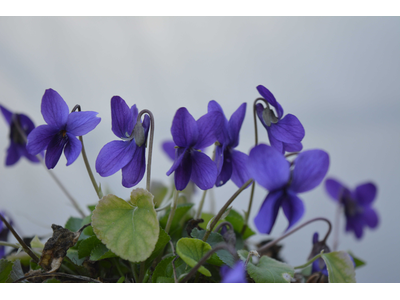 Viola odorata