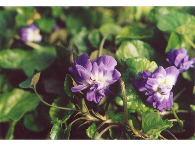 Viola odorata