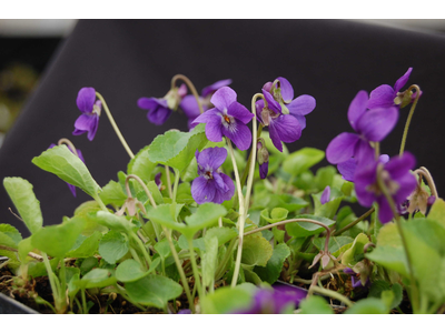 Viola odorata