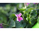 Viola odorata Miracle Classy Pink