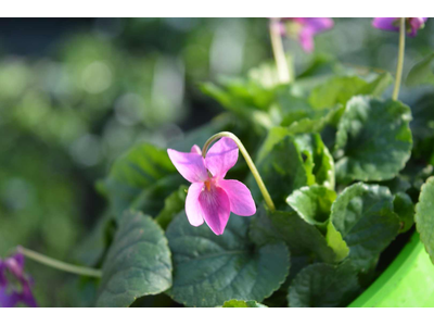 Viola odorata